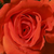 Crvena  - Floribunda-grandiflora ruža  - Prominent®